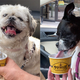 Some highly deserving taste testers